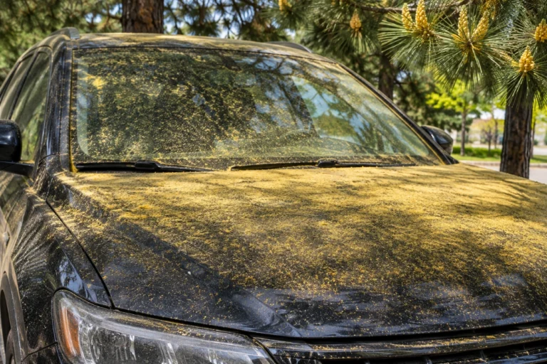 Thick yellow pine pollen covering the hood and windshield of a dark car in Summerville